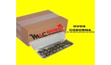 CAIXA COM 600 OVOS CODORNA